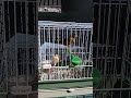 طيور الكناري إناث الكناري تومبرادو ماشاء الله