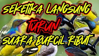 Tak Butuh Waktu Lama Langsung Panen Burung Kecil Dan Besar Suara Pikat Burcil Ribut