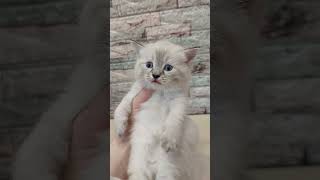Продажа котят. #курган #продажакотят #купить #питомцы