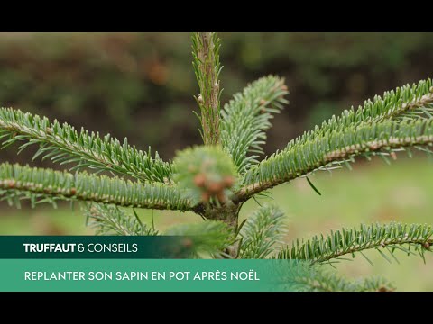Vidéo: Replanter un sapin de Noël - Planter un sapin de Noël à l'extérieur après Noël