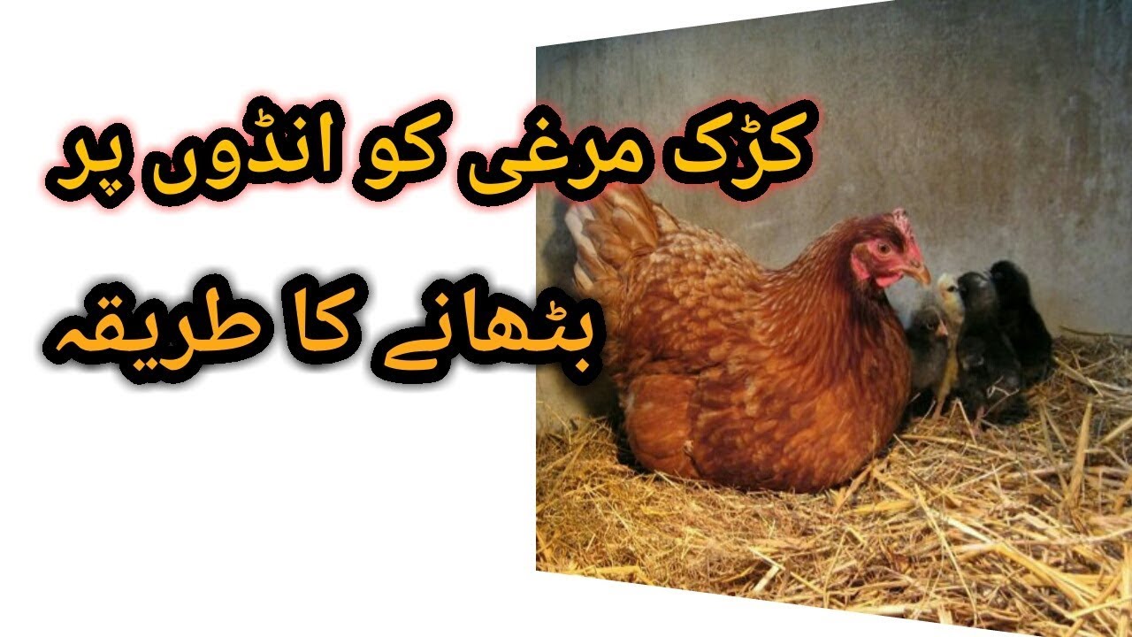 How to make your broody hen sit on eggsMurgi ko ando par bithaney ka