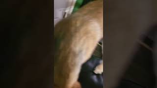 Cuando Tu Perro Se Salva De Las Nalgadas