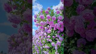 Beautiful purple climbing rose flowers garden (4/5)