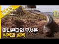 전 세계의 가장 큰 뱀 아나콘다의 무서운 식욕과 성욕