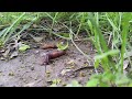 Beginning of video