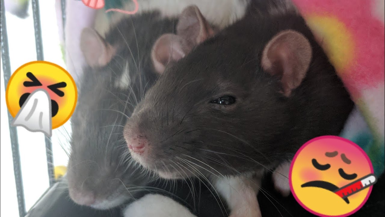 URI in Pet Rat (Vet Visit) Medicine in Description!!! YouTube