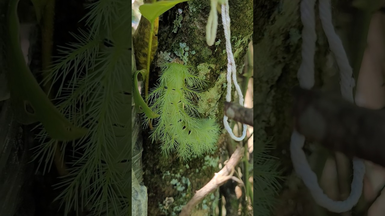 PERIGO Queima Mesmo Lagarta Urticante do Coqueiro