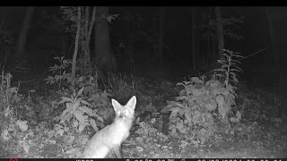 6/28/24 Raccoon Kits, Fox & Opossums #redfox #raccoon #opossum #wildlife