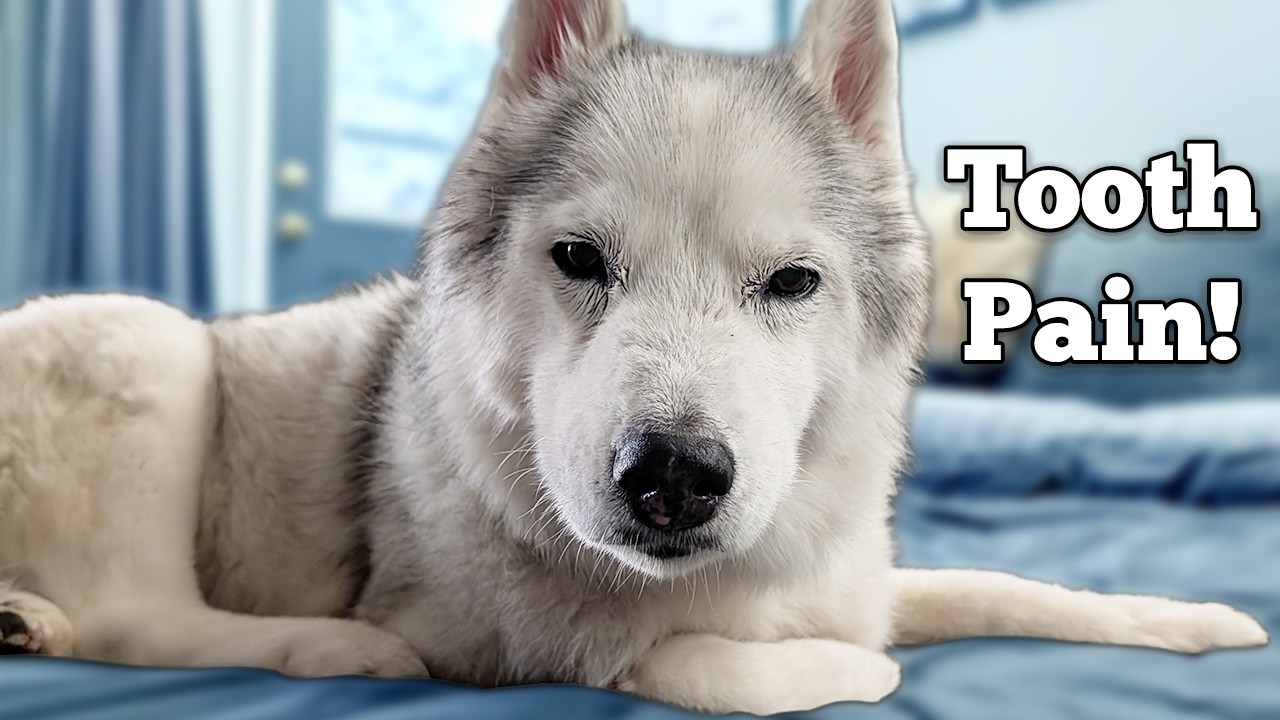 У моей взрослой собаки развился абсцесс зуба (симптомы и лечение)