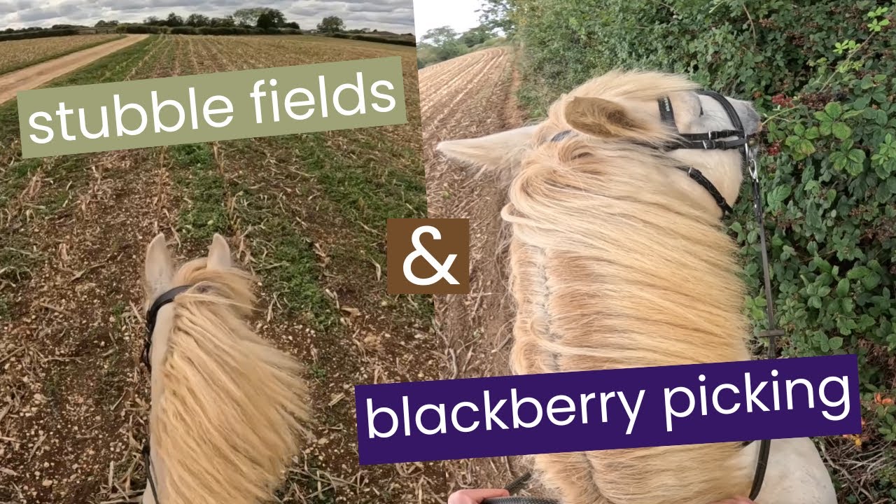 Stubble Field Canters & Blackberry Picking || PonyCam