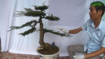 ✅Cách điều chỉnh những tay cành không cân đối của cây cảnh - cây bonsai✔️BShp