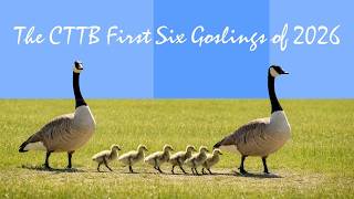The CTTB First Six Goslings of 2026 萬佛聖城新生小雁