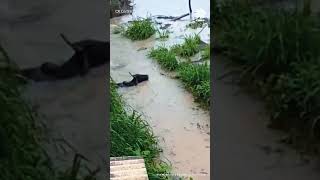 ¡Se llevó una vaca! Se desborda río en Mecapalapa, #Puebla 🚫