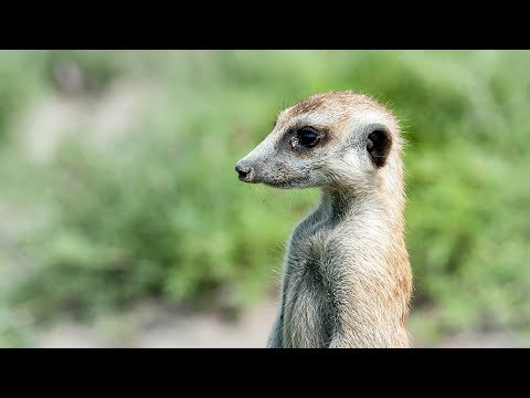 La famille suricate se nourrit • Tour du monde