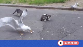 The thrill of fighting for food and survival.  When seagulls and crows eat cat food