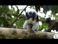 Celebramos el nacimiento de dos crías de Tití en nuestra Reserva ProAves Tití Cabeciblanco