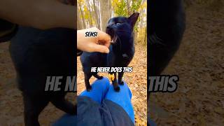 A Bite For A Lap Gorgeous Black Cat