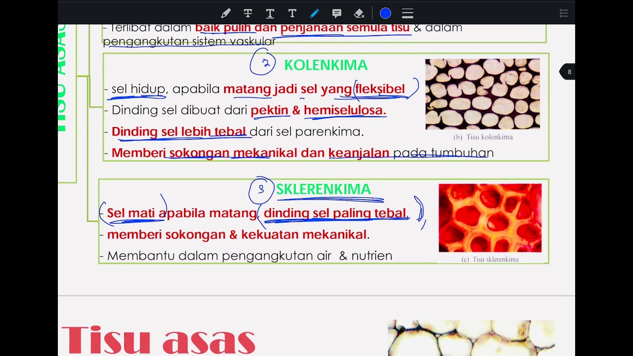 Bio T5 B1: 1.1- Organisasi tisu tumbuhan