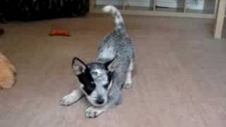 9 week old blue heeler
