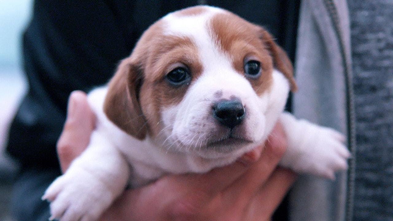Hunde retten: Das schmutzige Geschäft mit Hundewelpen im Internet || PULS Reportage