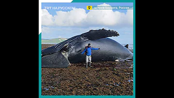 На побережье острова Беринга выбросило тушу краснокнижного кита