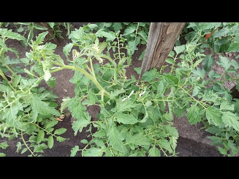 Video: Toppdressing för blommande tomater i det öppna fältet