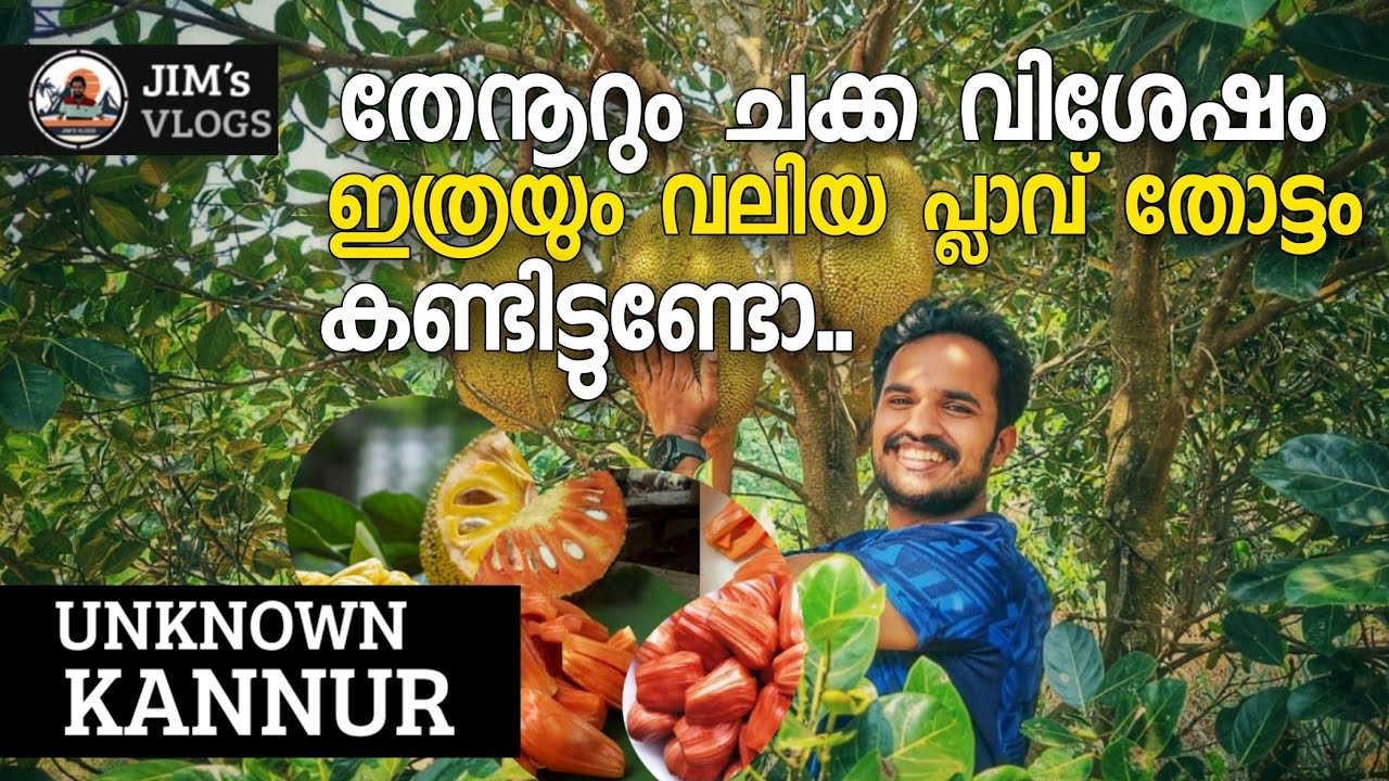 കേരളത്തിലെ ഏറ്റവും വലിയ പ്ലാവ് തോട്ടം കാണണോ?Amazing Jackfruit Farm in kannur.തേനൂറും ചക്ക വിശേഷം..