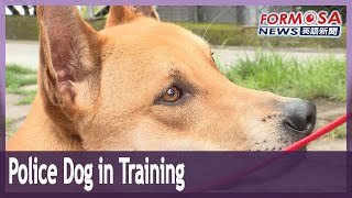 Jaguar is first Formosan mountain dog trained as a police dogTaiwan News
