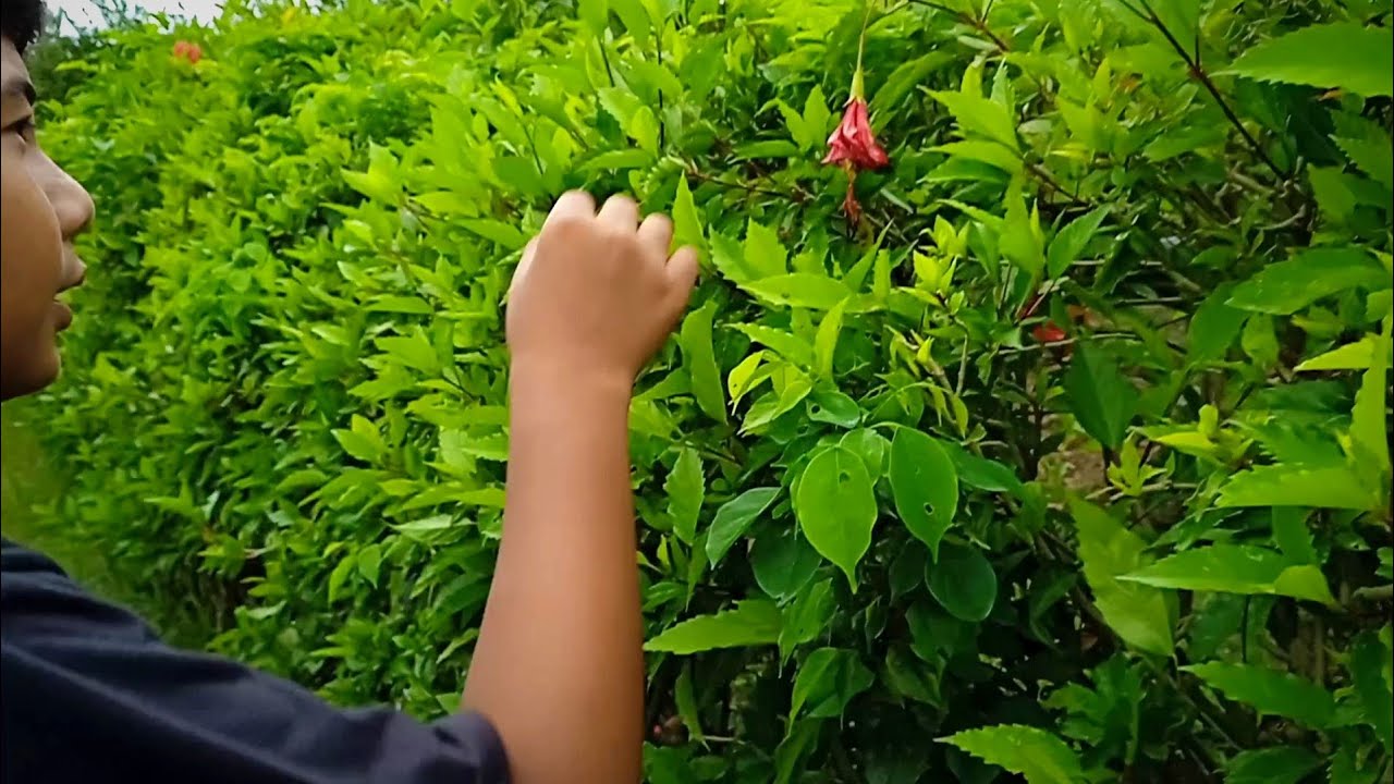 Bunga Sepatu Ternyata Ada Rasa Manisnya #bungamanis #vlog 