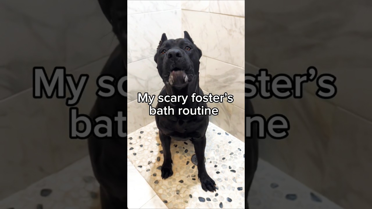 My scary foster's bath routine ❤️🐕 
