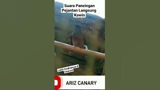 Suara Pancingan Murai Batu Jantan Langsung Minta Kawin Dijamin 100% #muraibatubirahi