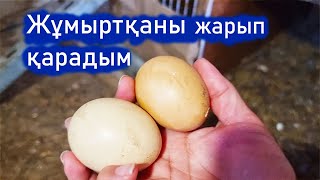 Vlog. Тауық баспай қалған 2 жұмыртқаны жарып қарадым. 2 жұмыртқа көп жатып қалды