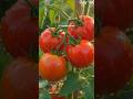 easy to grow tomatoes #ai #growth #timelaps #shorts