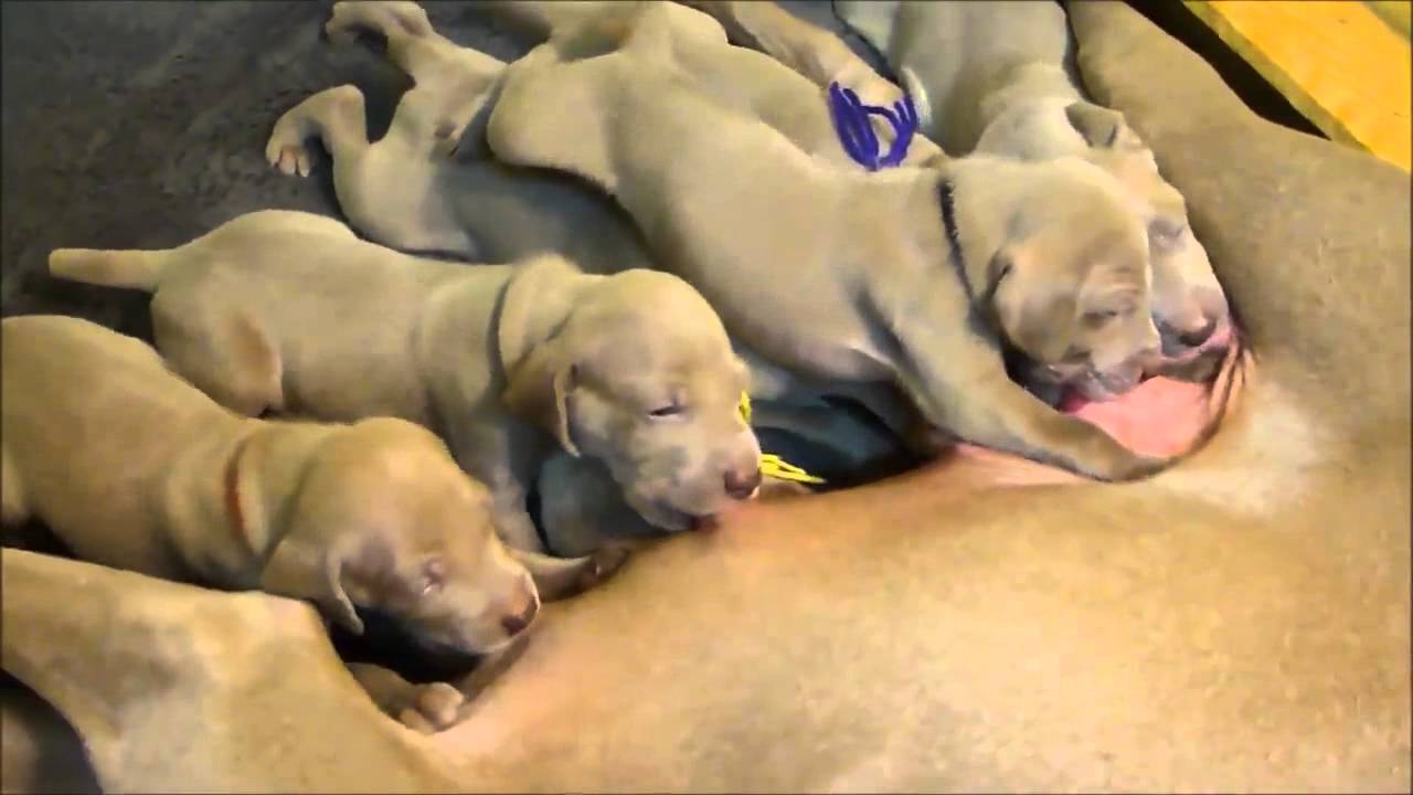 Seneca x Summit Pups Nursing