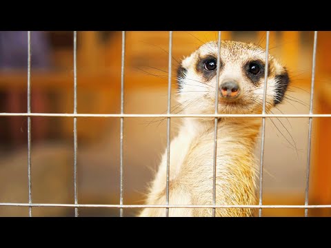 Meerkats As Pets: Can They Be Domesticated? | Animal Rescue School documentary thumbnail