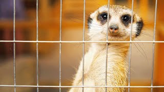 Meerkats As Pets: Can They Be Domesticated? | Animal Rescue School