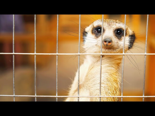 Meerkats As Pets: Can They Be Domesticated? | Animal Rescue School | Real Wild