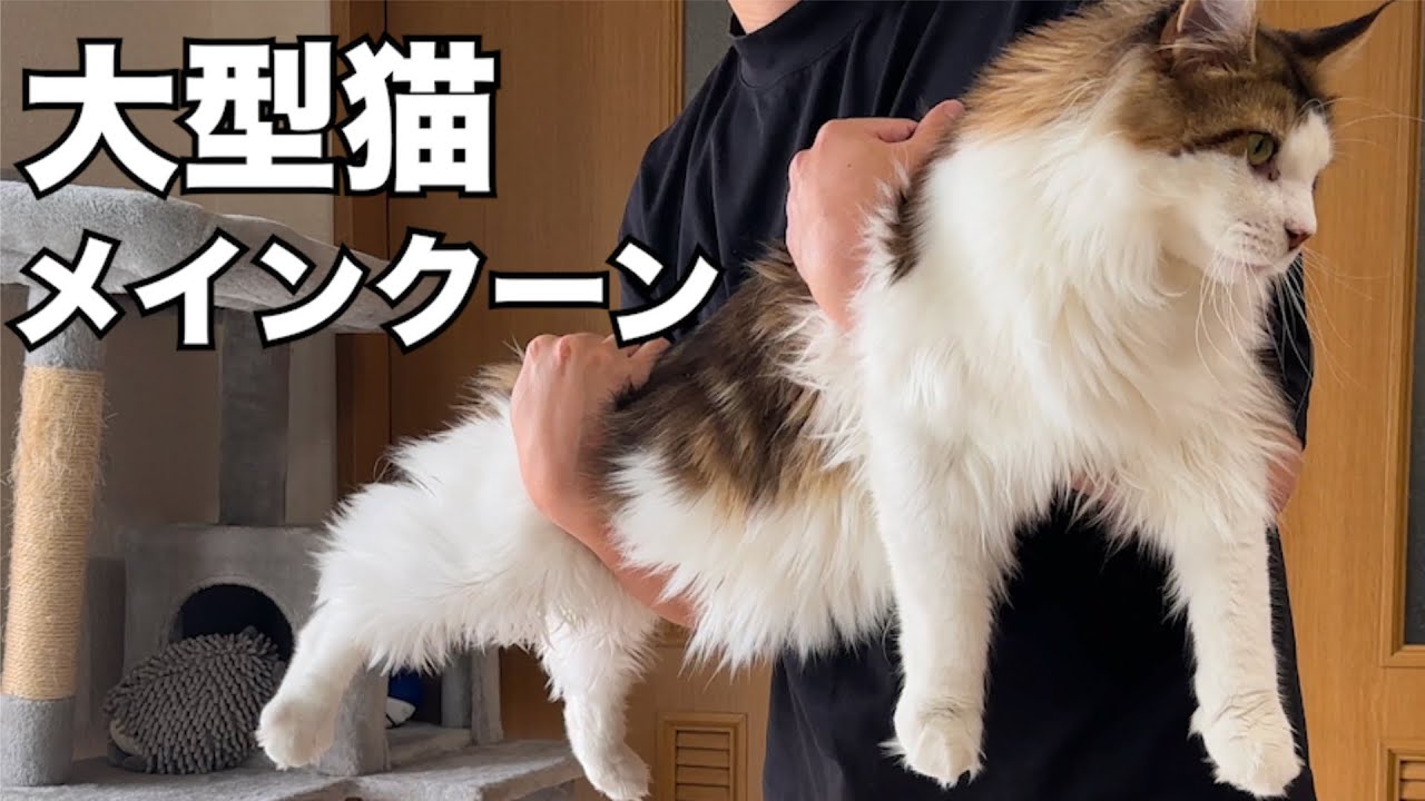 【大型猫メインクーン】1才で抱っこがキツくなる成長の早さ！