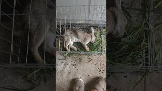 Rabbit Screaming Sounds High Quality || Rabbit Sounds || Bunny Screaming Sounds
