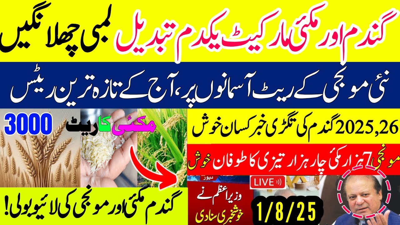 Punjab Markeet Rates Update 2025 |Wheat price today Munji Punjab rates ...