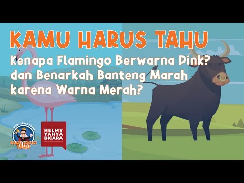 Kenapa Flamingo Berwarna Pink? dan Benarkah Banteng Marah Karena Warna Merah? | Helmy Yahya Bicara