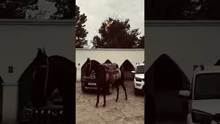 65 inch 🐎 6 6 foot Jatt Ni 😎| Gangster Jattz