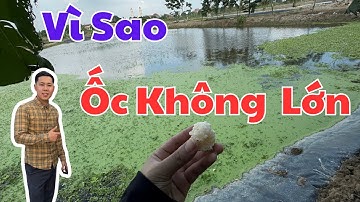 Nuôi ốc nhồi có dễ không? Chia sẻ chi tiết kỹ thuật nuôi ốc nhồi đạt năng suất cao