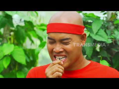 Panen Cabai Jamu, Si Botak Makan Cabai Langasung Dari Pohonnya | JEJAK SI GUNDUL (18/09/26) P1