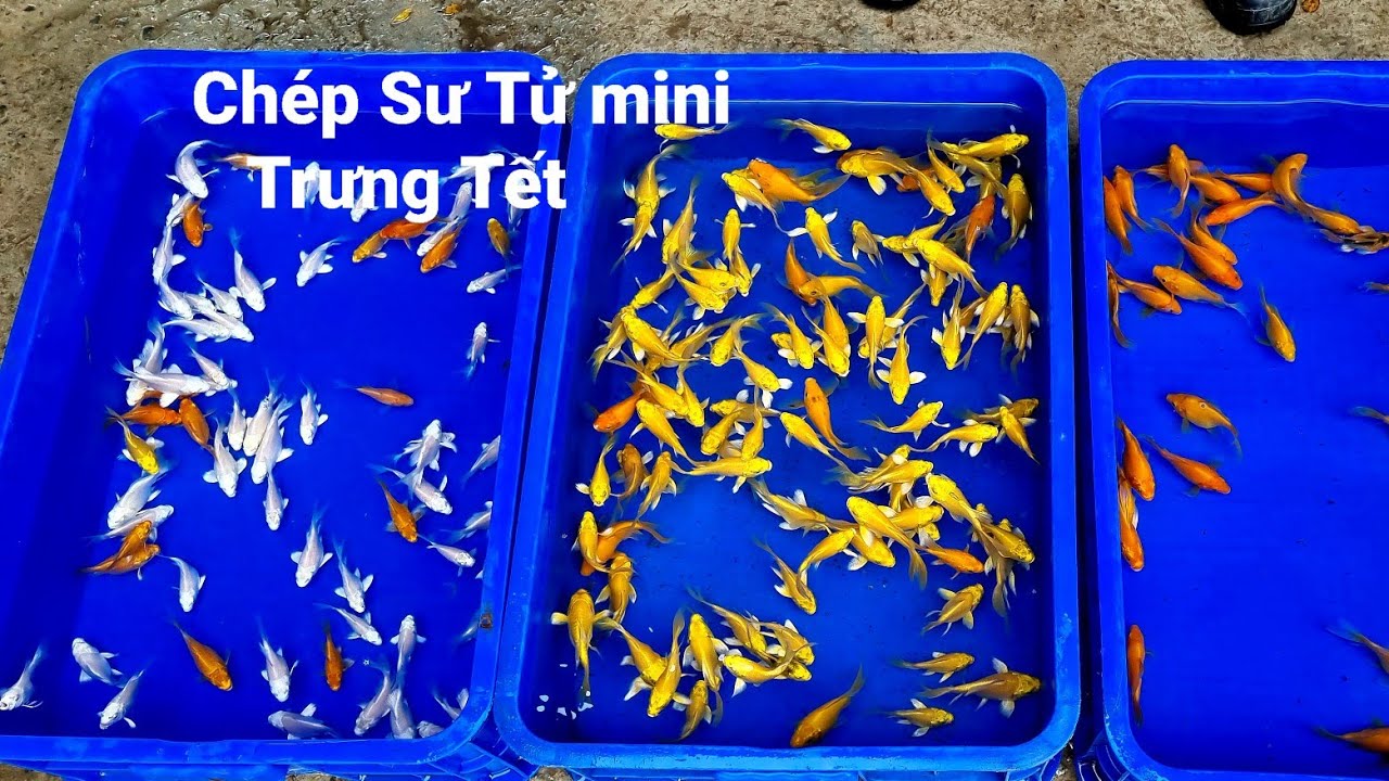 Chép Sư Tử Mini Trưng Tết - Cá chép sư tử, Koi fish