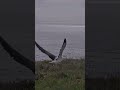 Royal Albatross Chick Fledges! Watch Nestling's Last Moments On Cam