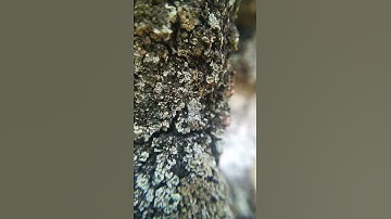 Smallest Movements in Nature Series IV