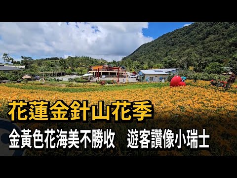 花蓮金針山花季 金黃色花海美不勝收 遊客讚像小瑞士－民視新聞