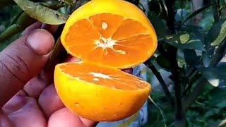 Sweet Mandarin   USA  Varieties, #strawberry #everyone @Sylhet Shuvo Agro