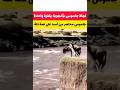 مشهد غريب لنجاة جاموس من مخالب الاسد Repost اكسبلور حيوانات Trending Fypage Zoo Fypシ ترند 